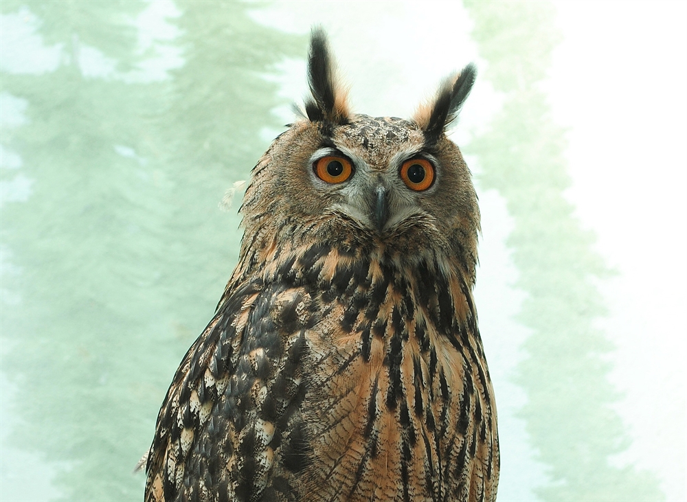 Flaco, the Eurasian Eagle Owl, Has Died